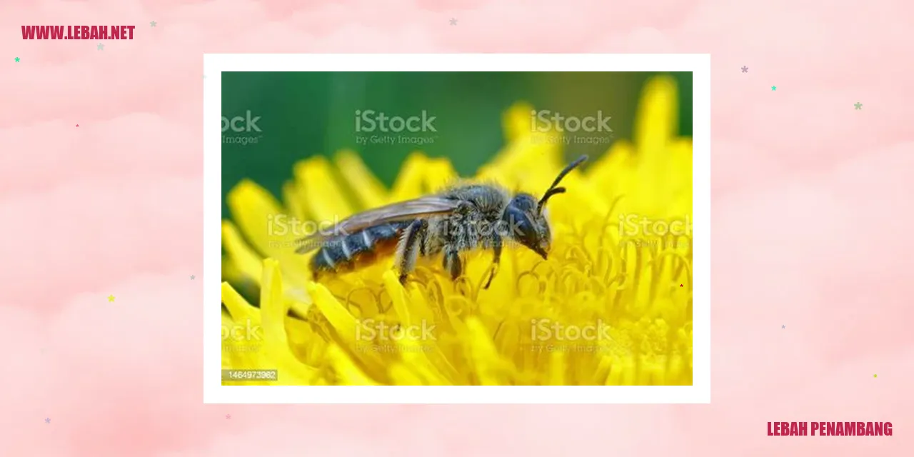lebah penambang
