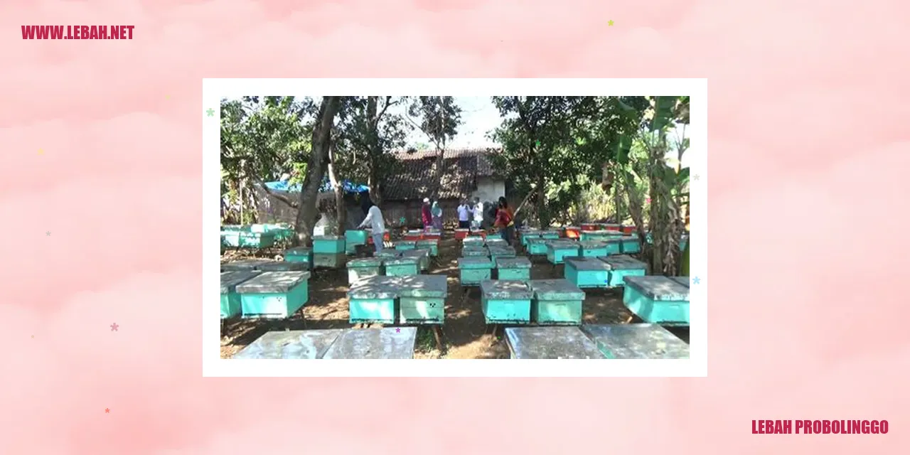 lebah probolinggo