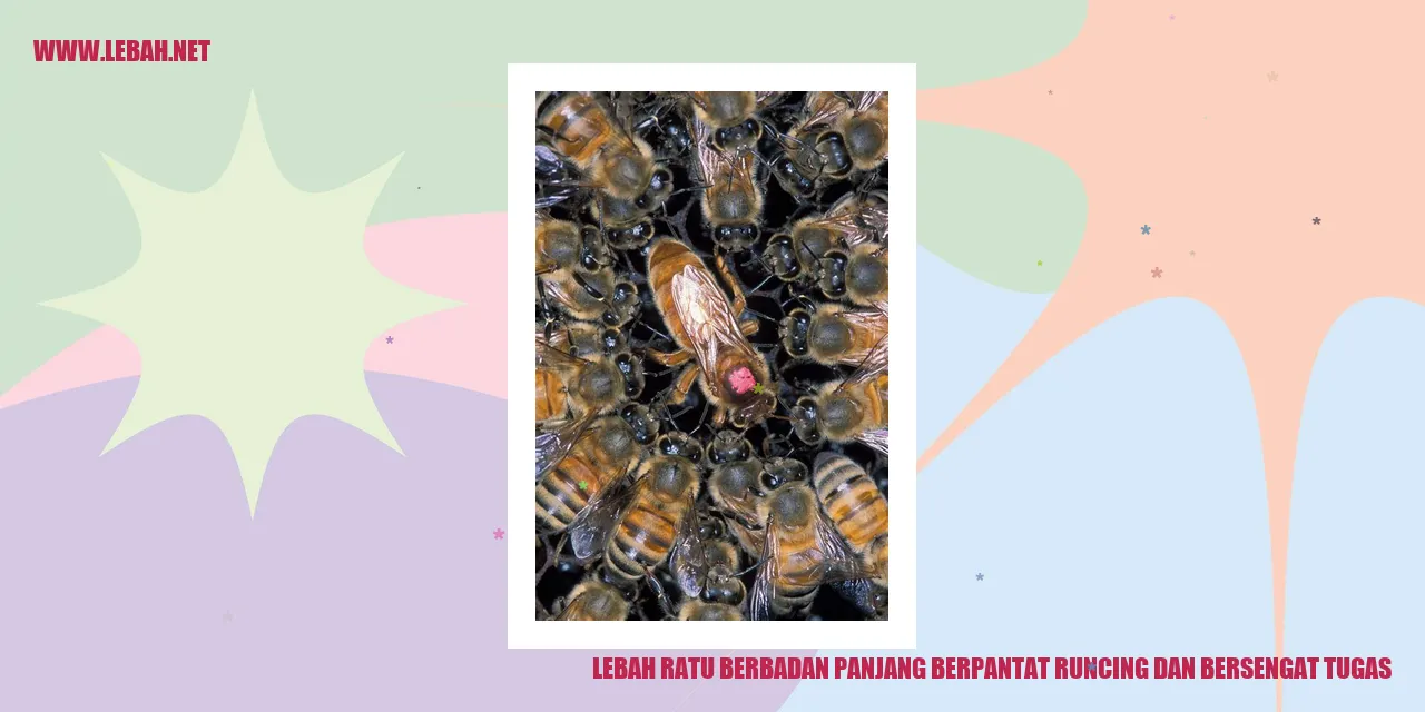 Lebah Ratu Berbadan Panjang Berpantat Runcing dan Bersengat Tugas