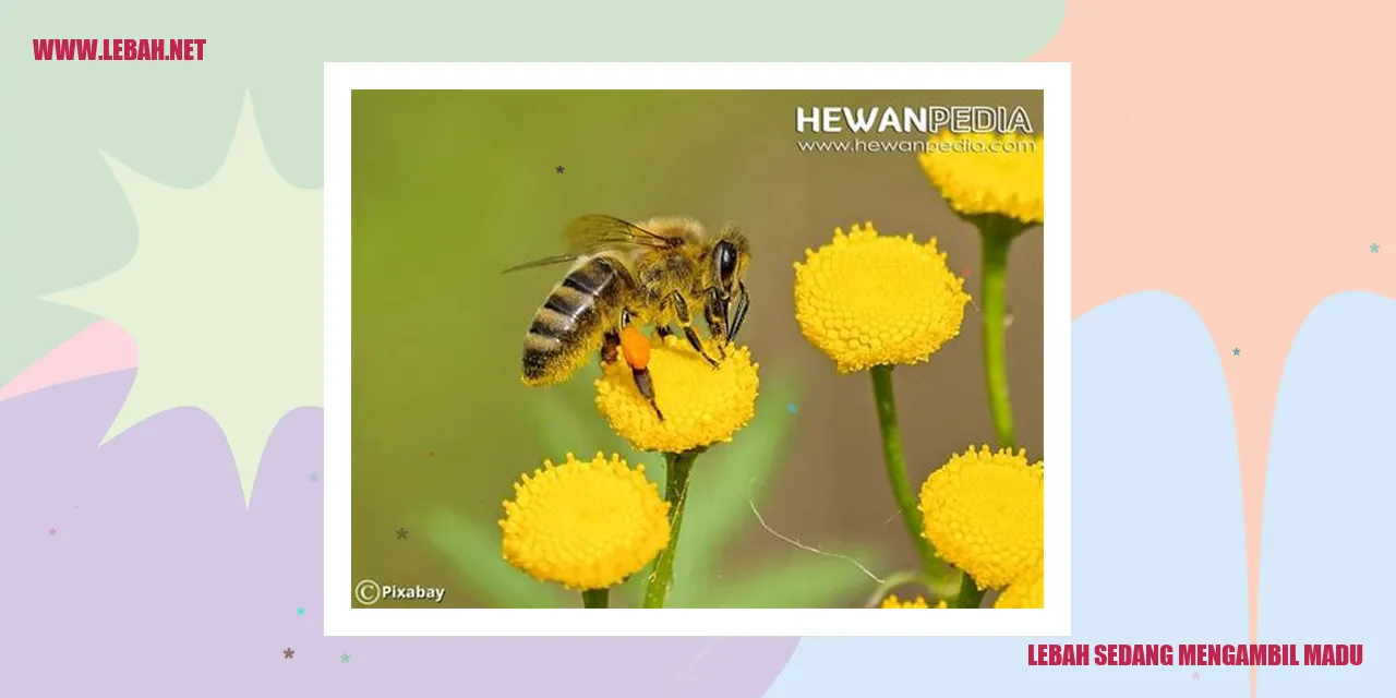 lebah sedang mengambil madu
