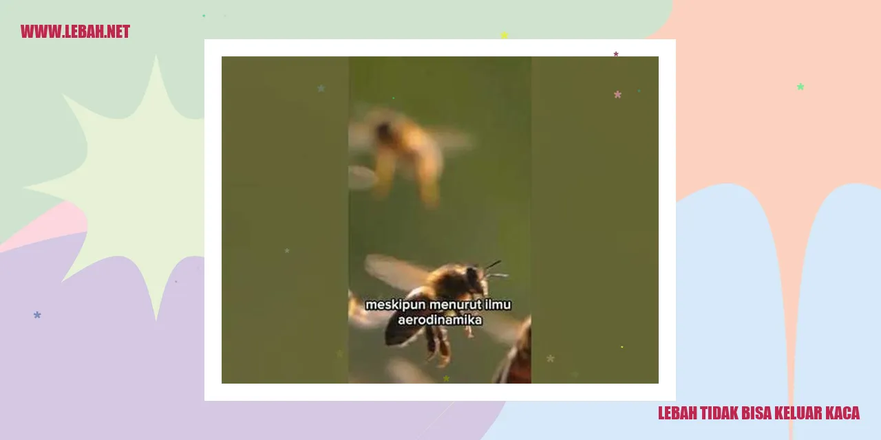 lebah tidak bisa keluar kaca