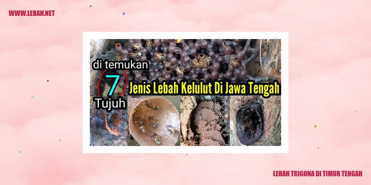 lebah trigona di timur tengah