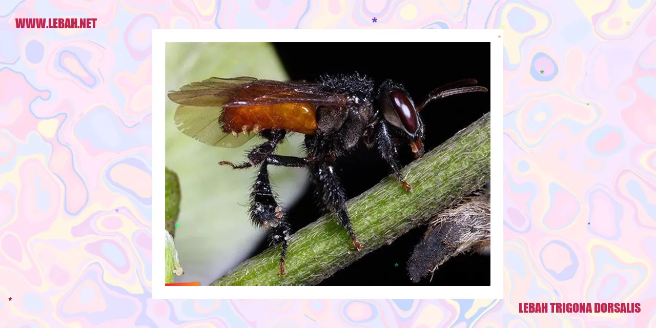 Lebah Trigona Dorsalis