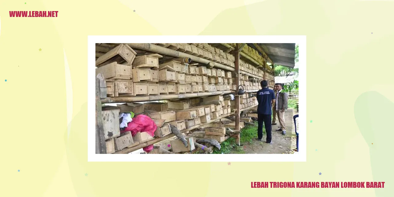 Lebah Trigona Karang Bayan Lombok Barat