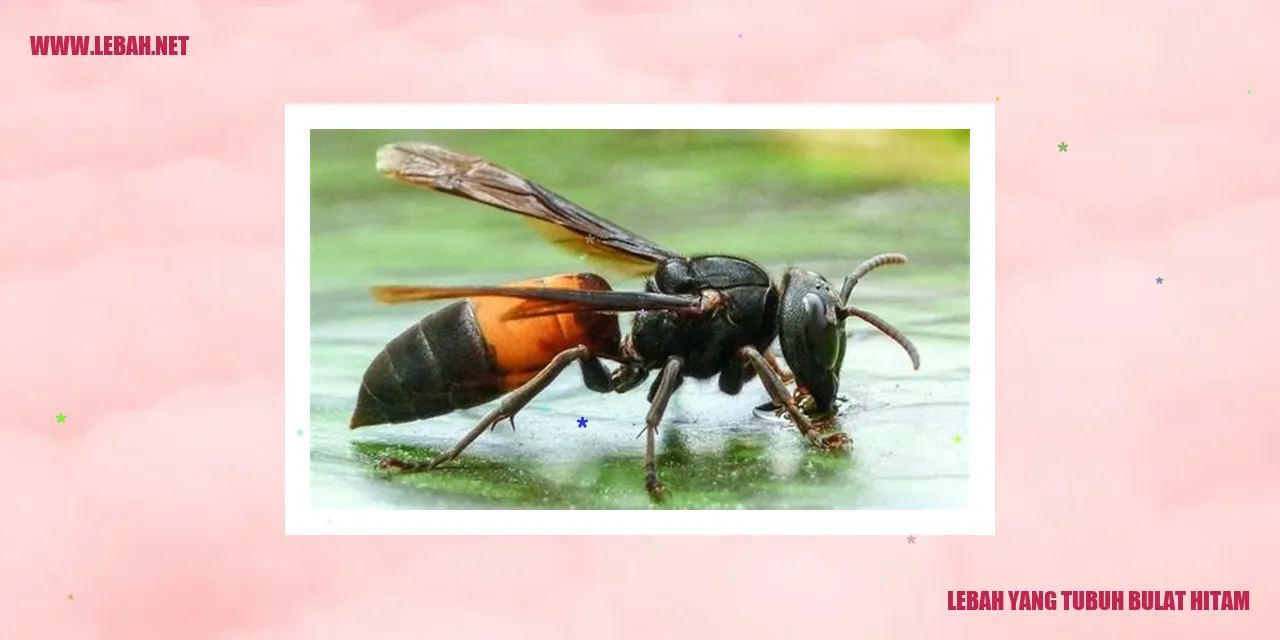 Lebah yang Tubuh Bulat Hitam