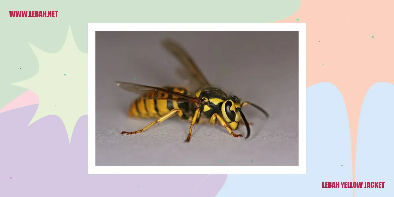 lebah yellow jacket