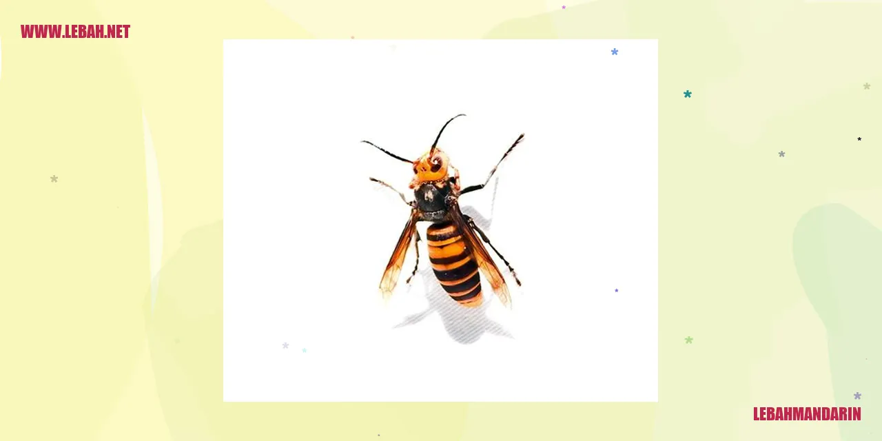 lebah mandarin