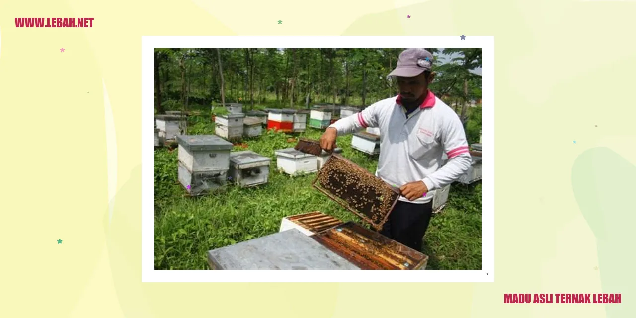 madu asli ternak lebah