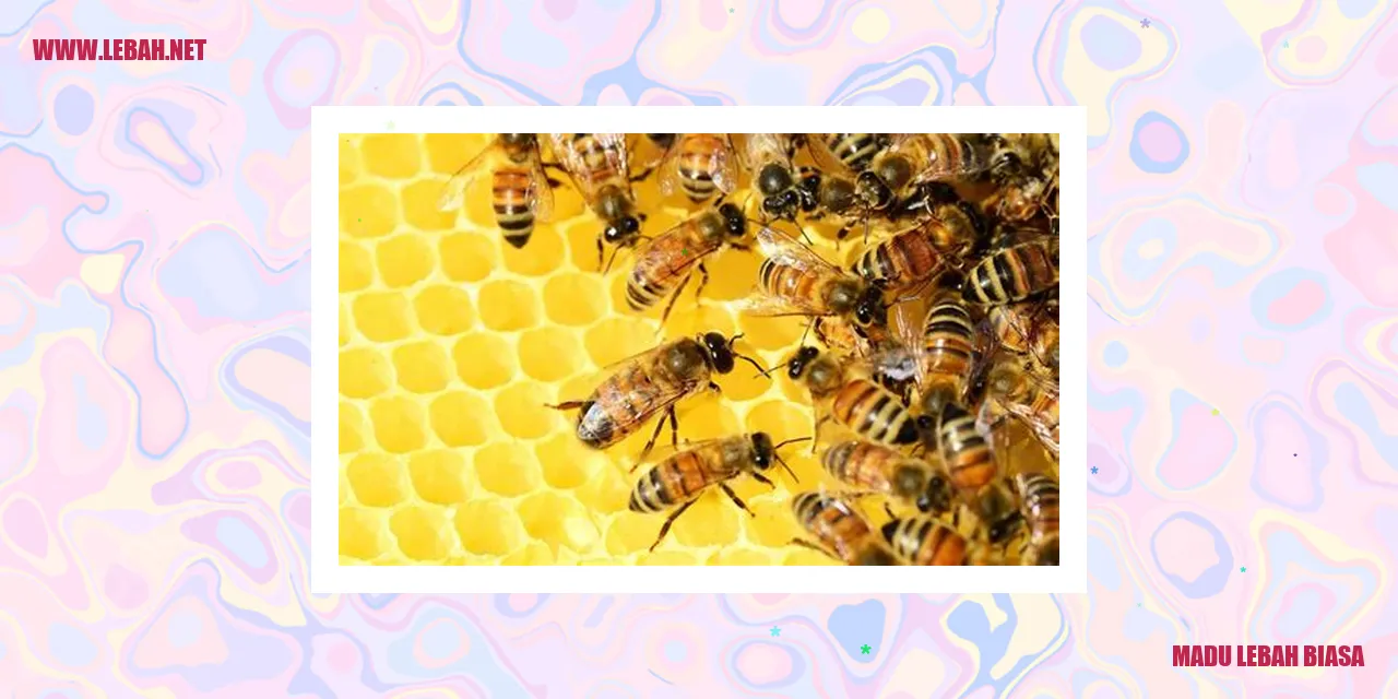 madu lebah biasa