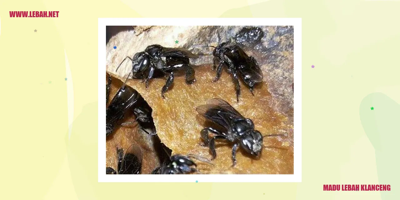 Gambar Madu Lebah Klanceng