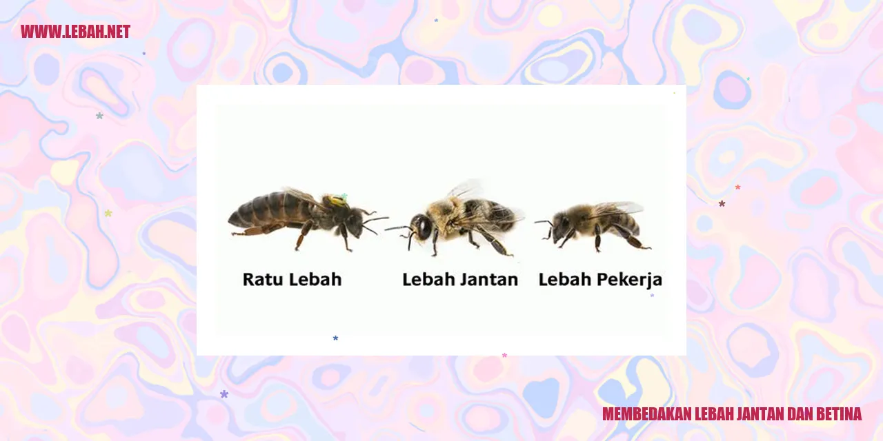 Gambar Lebah