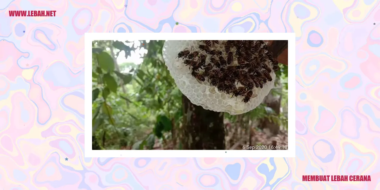 Gambar Lebah Cerana