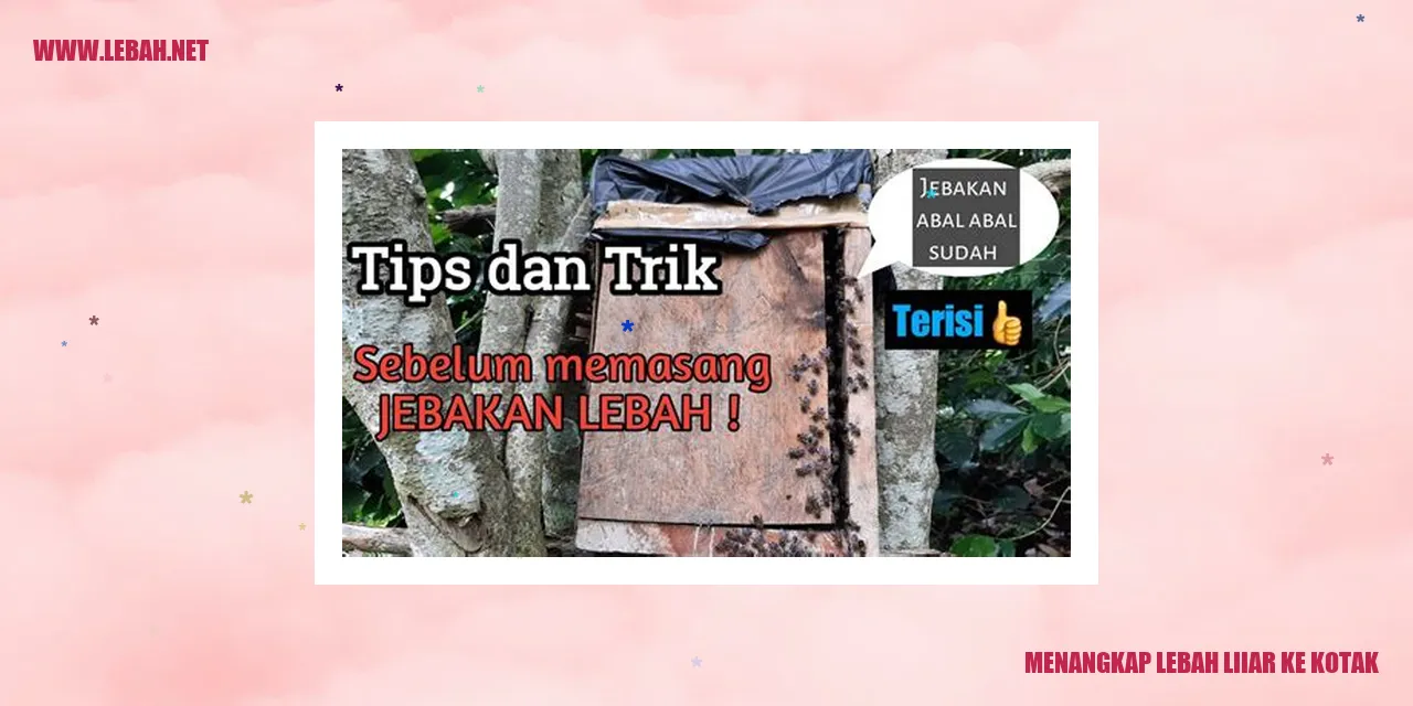 lebah liiar ke kotak