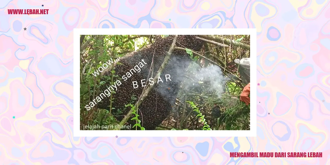 Sarang Lebah