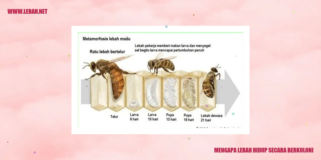 lebah hidup berkoloni