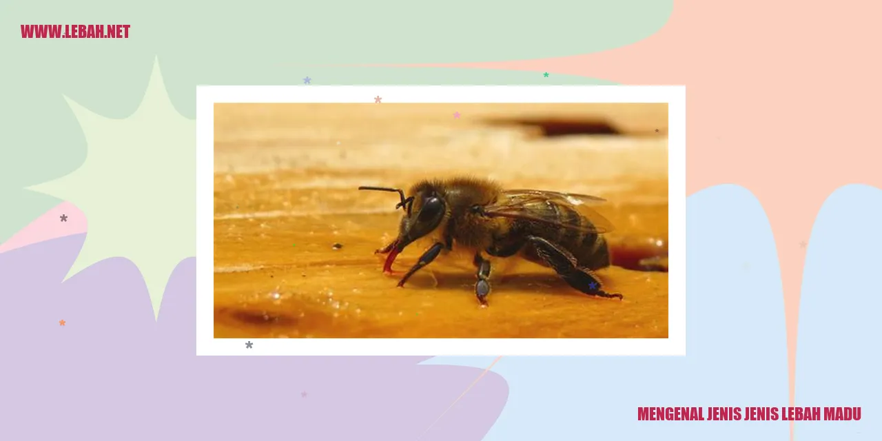 mengenal jenis jenis lebah madu