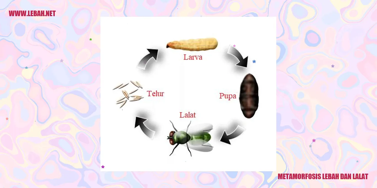 metamorfosis lebah dan lalat
