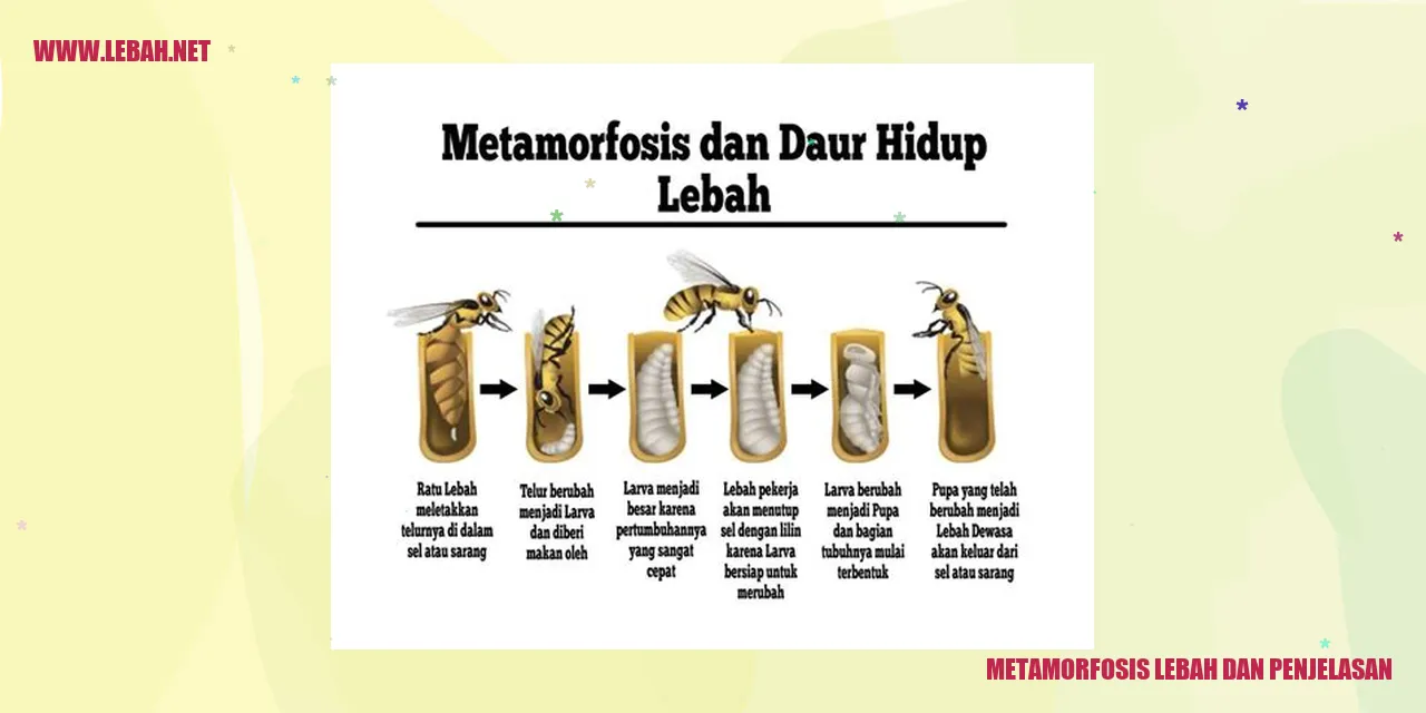 Metamorfosis Lebah