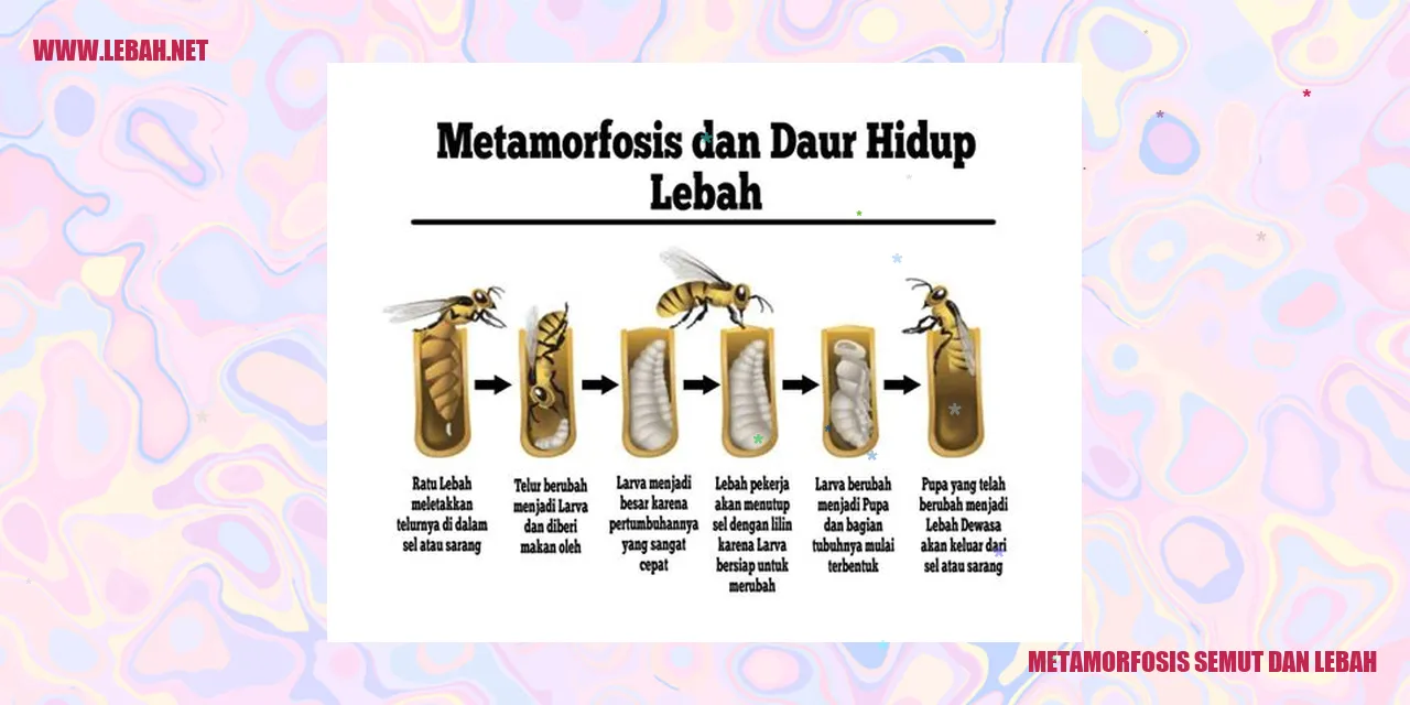 Metamorfosis Semut