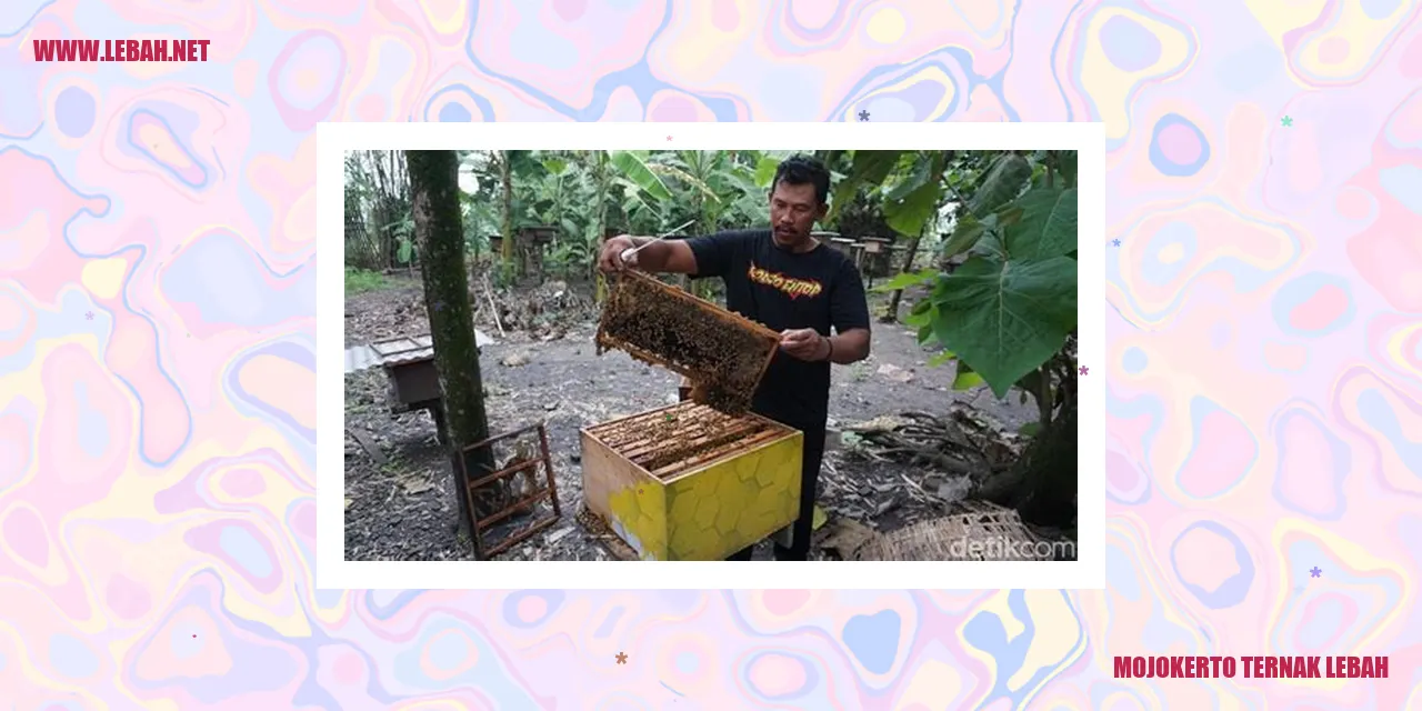 mojokerto ternak lebah