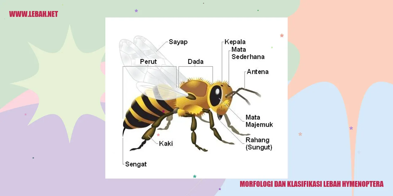 morfologi_lebah_hymenoptera