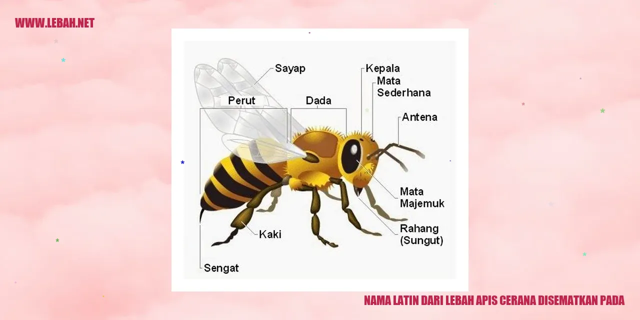 lebah apis cerana