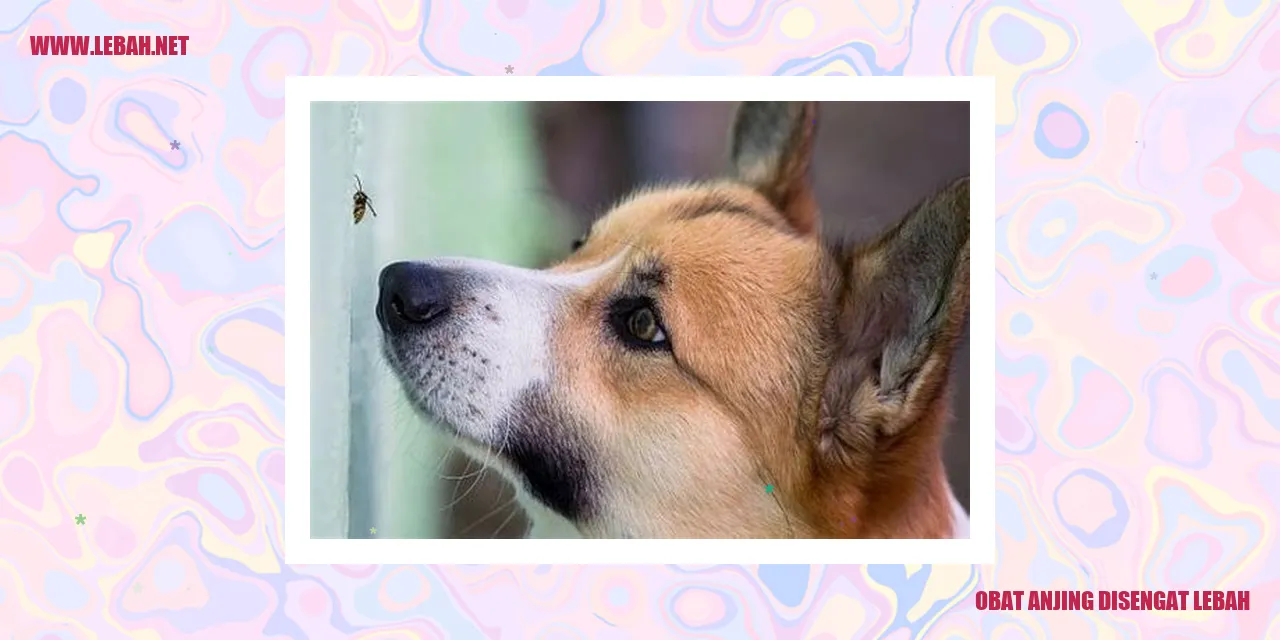 obat anjing disengat lebah