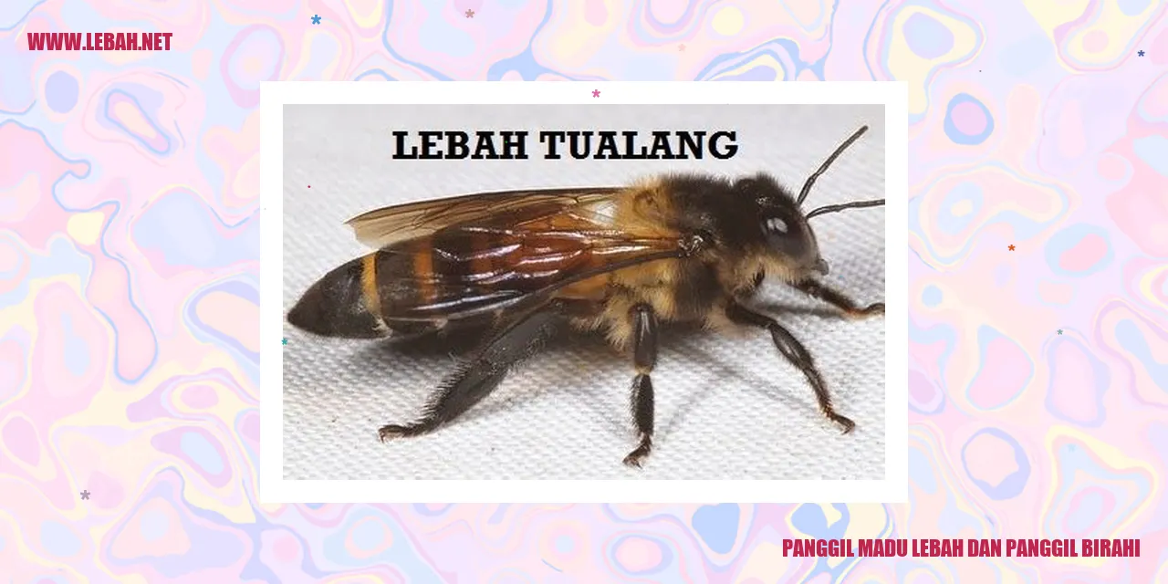 panggil madu lebah dan panggil birahi