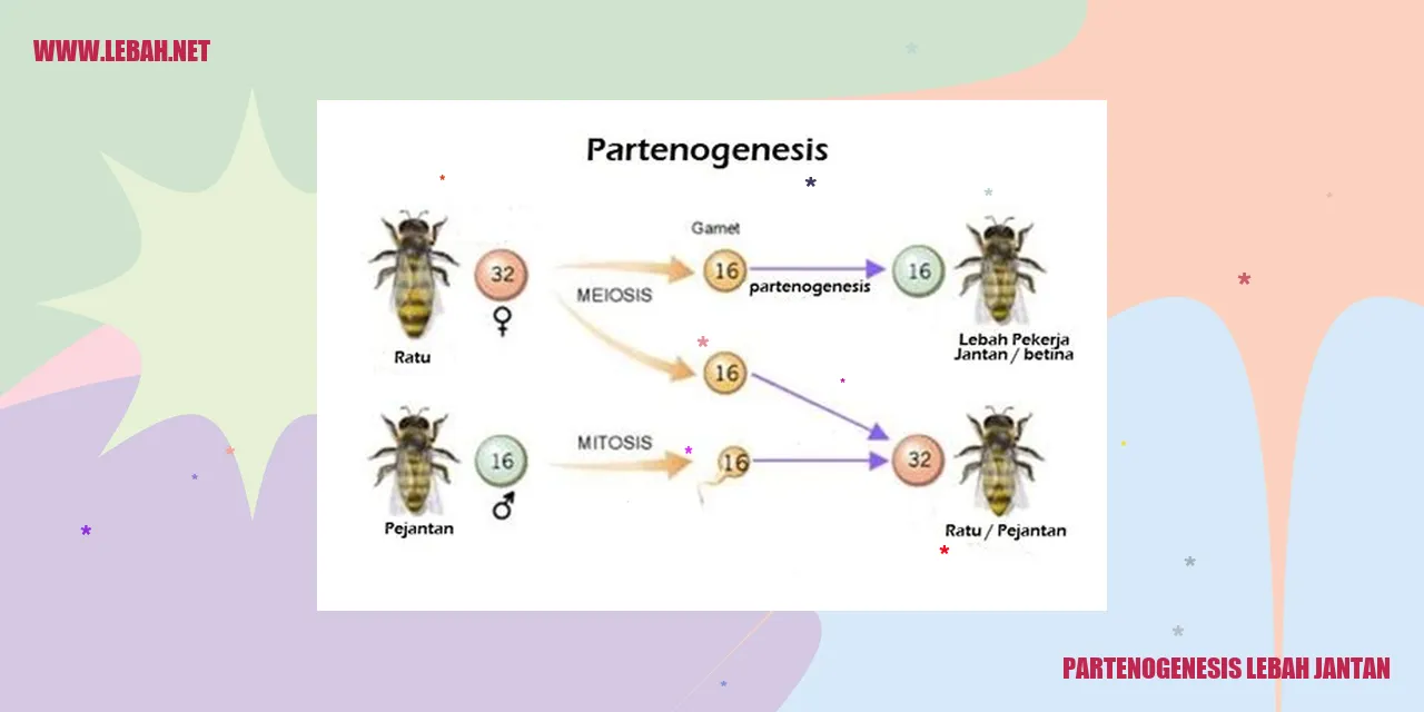 partenogenesis lebah jantan