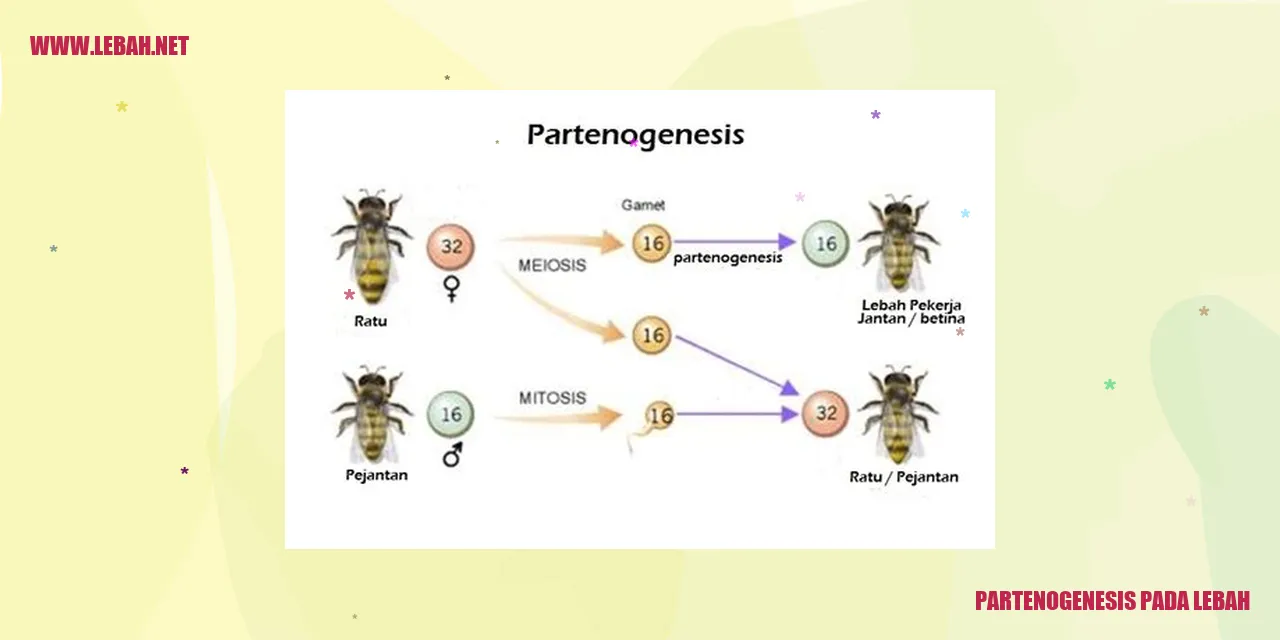 Partenogenesis pada Lebah