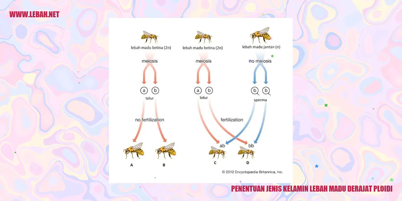 Gambar Lebah Madu
