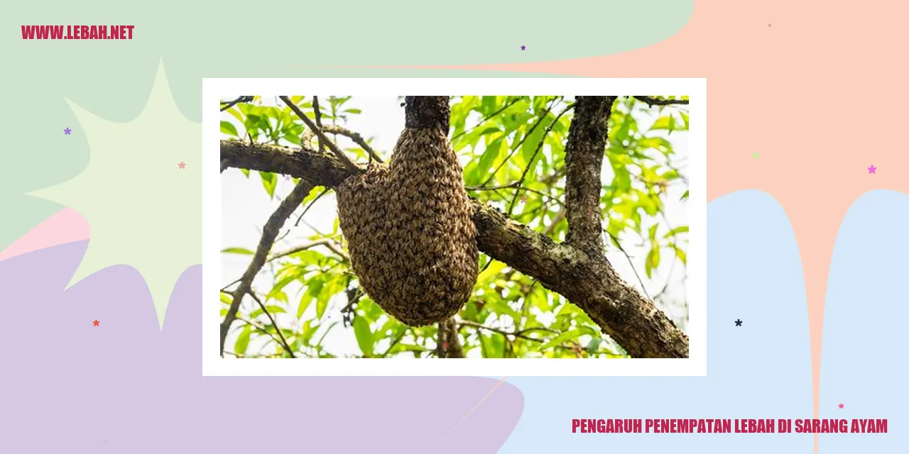 pengaruh penempatan lebah di sarang ayam