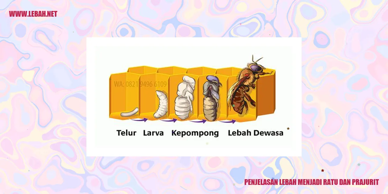 lebah menjadi ratu dan prajurit