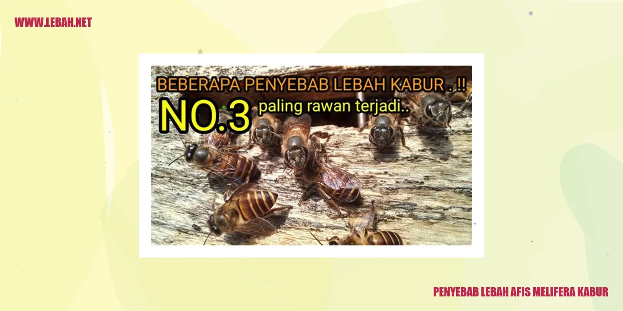 lebah afis melifera kabur