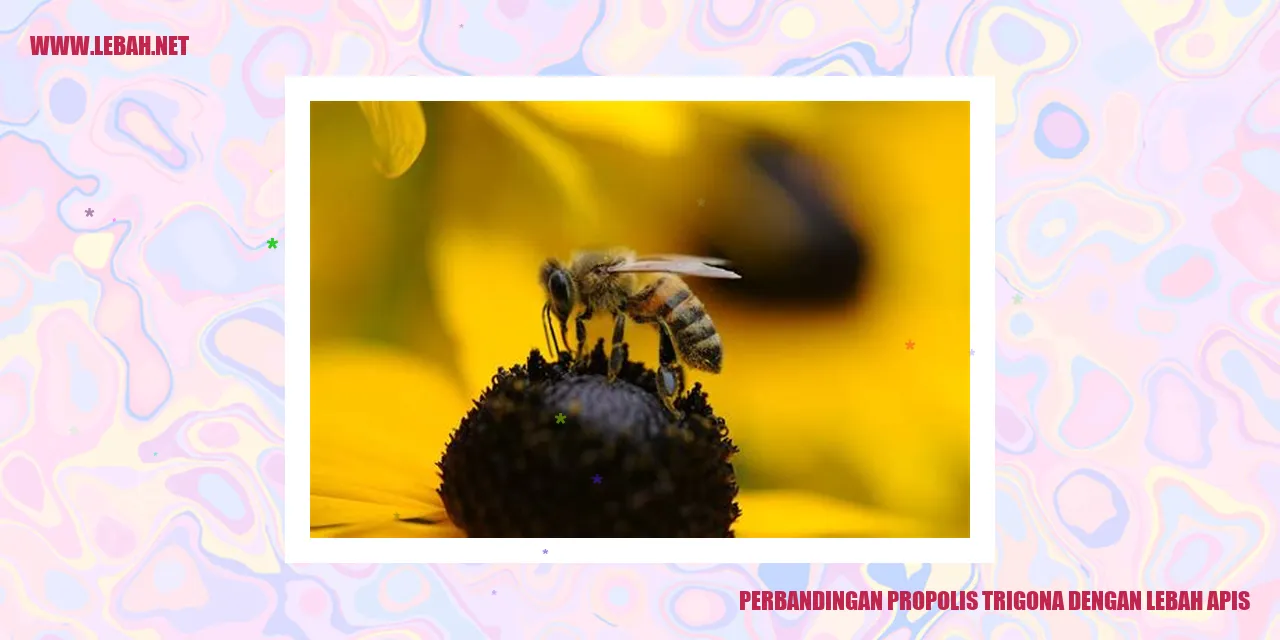 Perbandingan propolis trigona dengan lebah apis