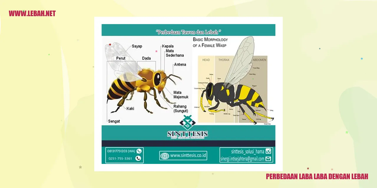 Perbedaan Laba-laba dengan Lebah