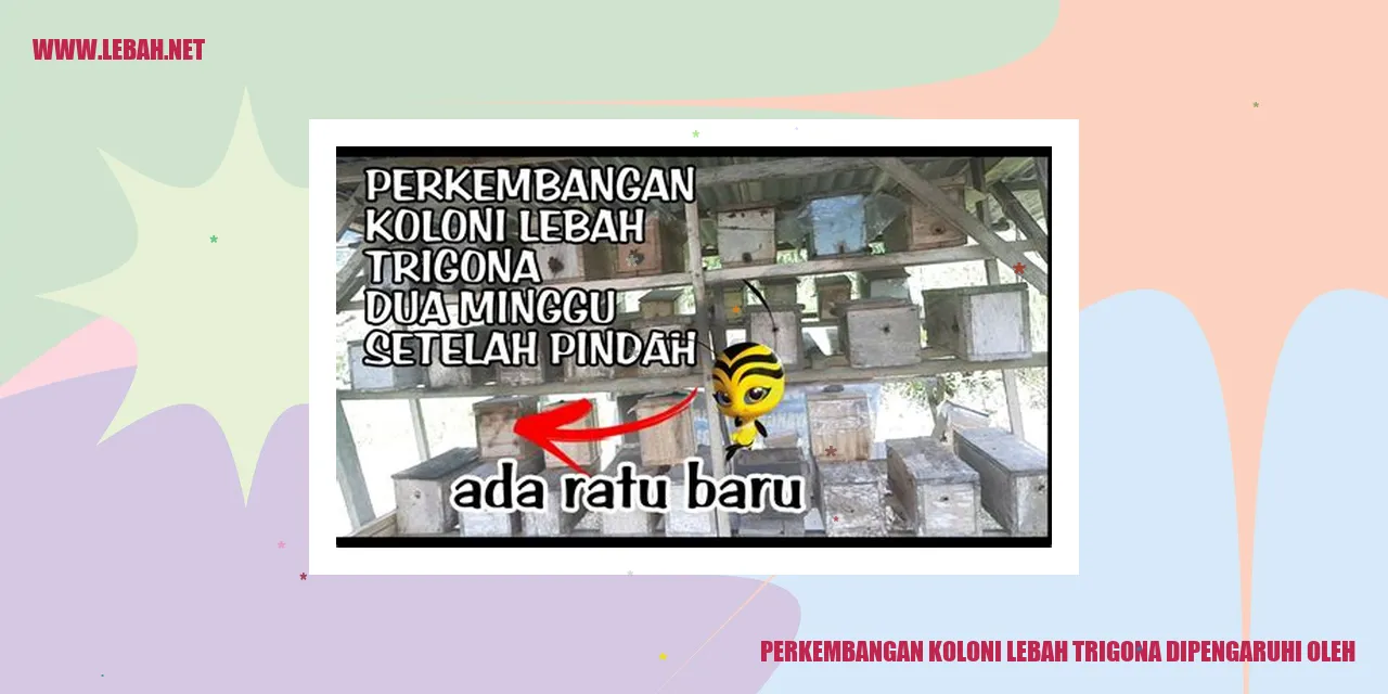 perkembangan koloni lebah trigona dipengaruhi oleh