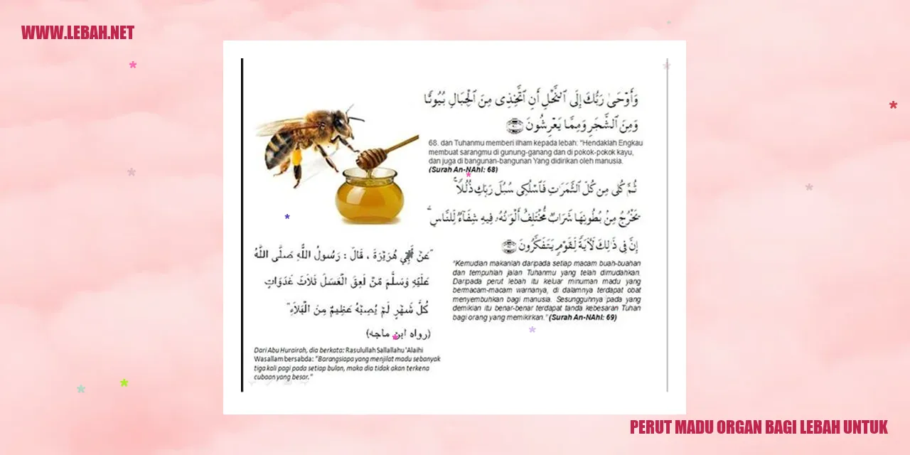 Perut Madu Organ Bagi Lebah
