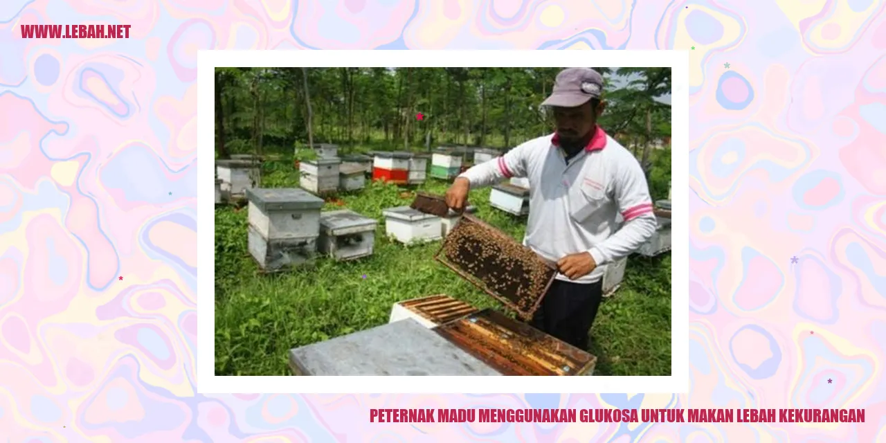 peternak madu menggunakan glukosa untuk makan lebah kekurangan