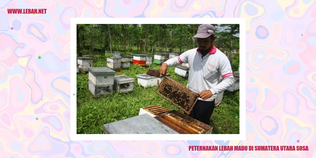 peternakan lebah madu di Sumatera Utara Sosa