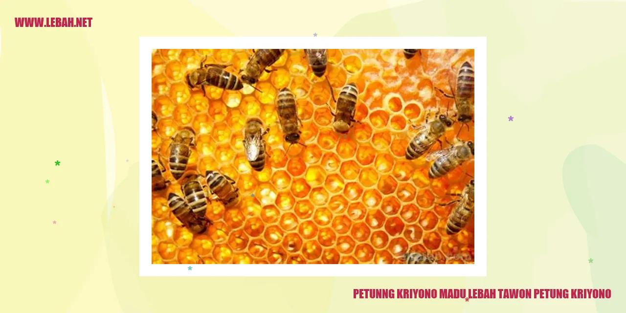 Petunng Kriyono Madu Lebah Tawon Petung Kriyono