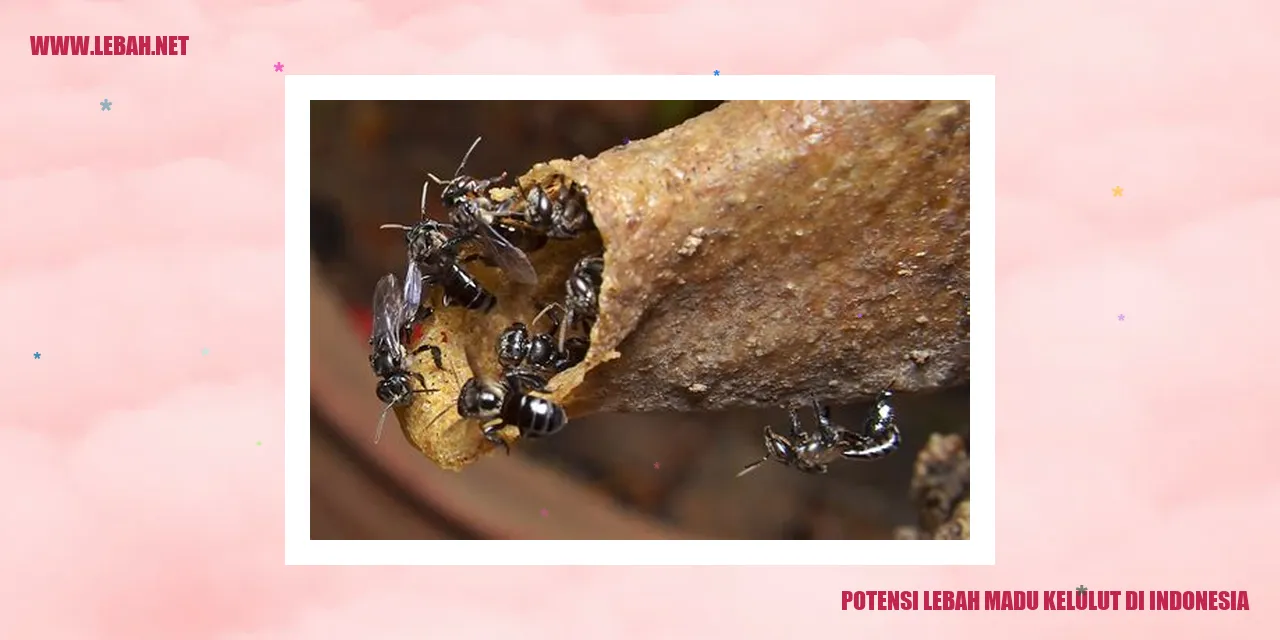 Gambar Lebah Madu Kelulut di Indonesia