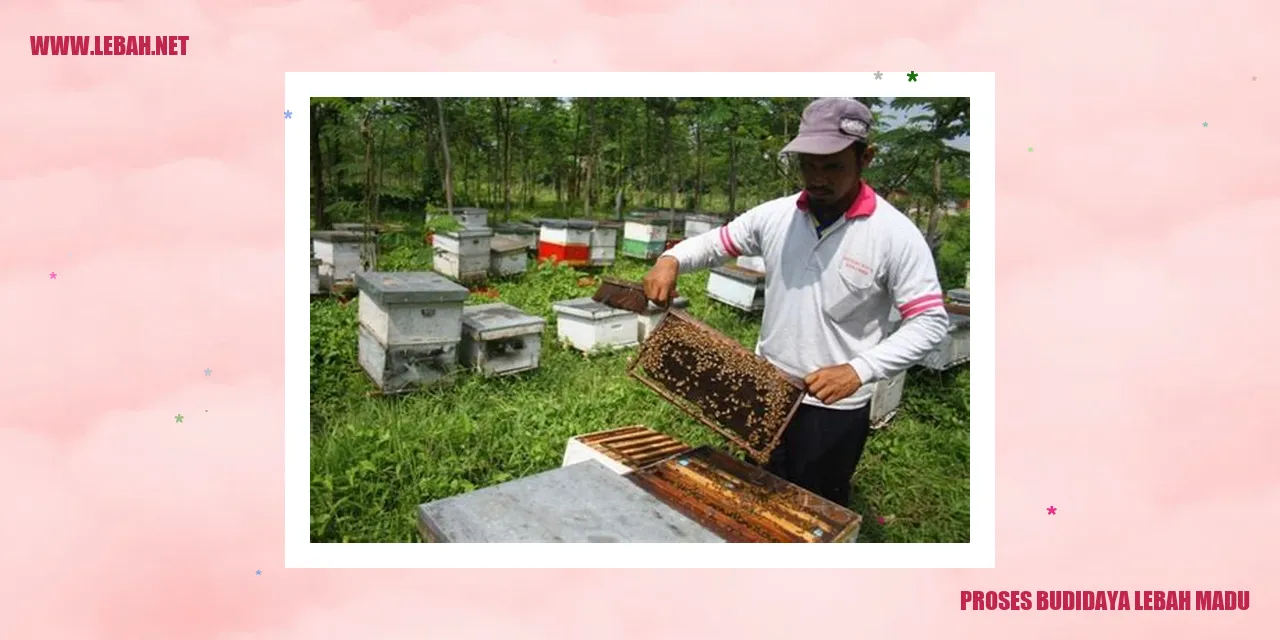 Proses Budidaya Lebah Madu