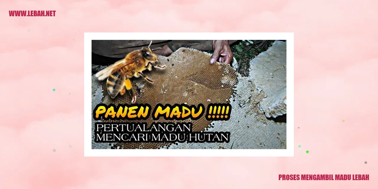Proses Mengambil Madu Lebah
