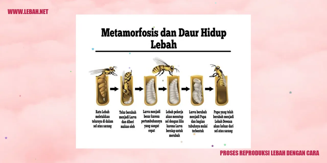 Proses Reproduksi Lebah dengan Cara