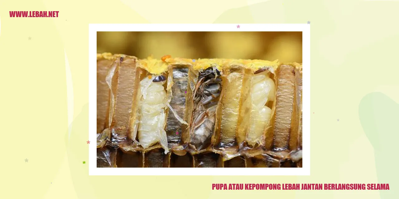 pupa atau kepompong lebah jantan berlangsung selama