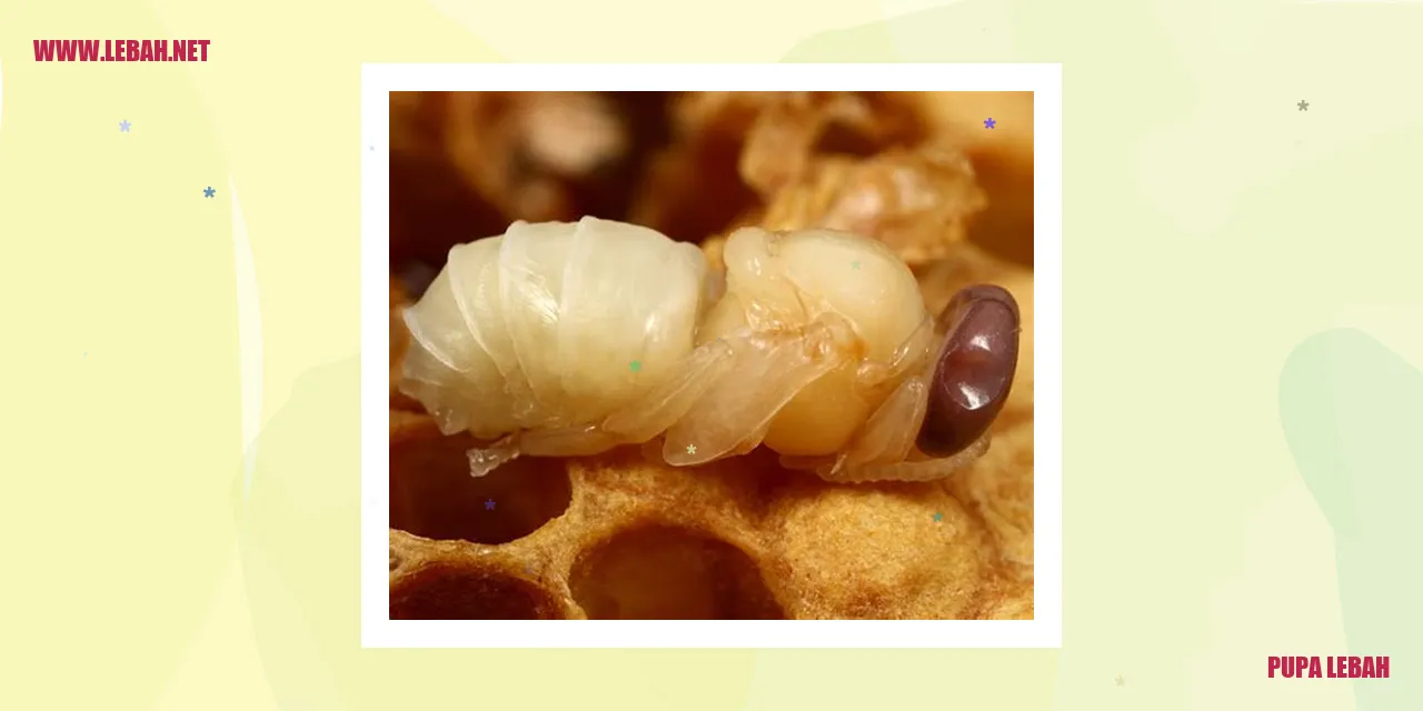 Pupa Lebah