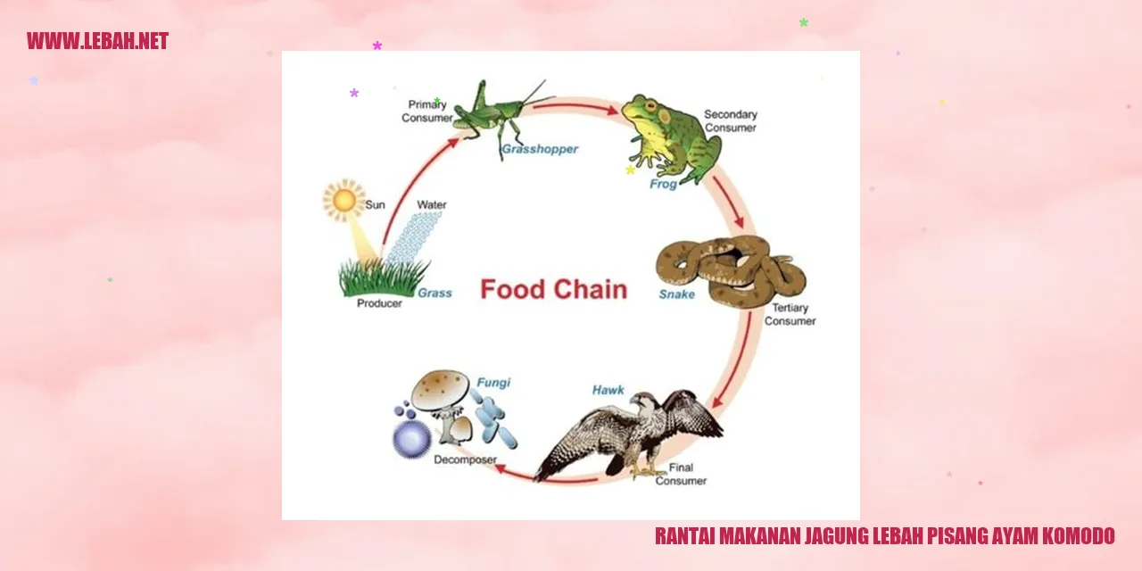 rantai makanan jagung lebah pisang ayam komodo
