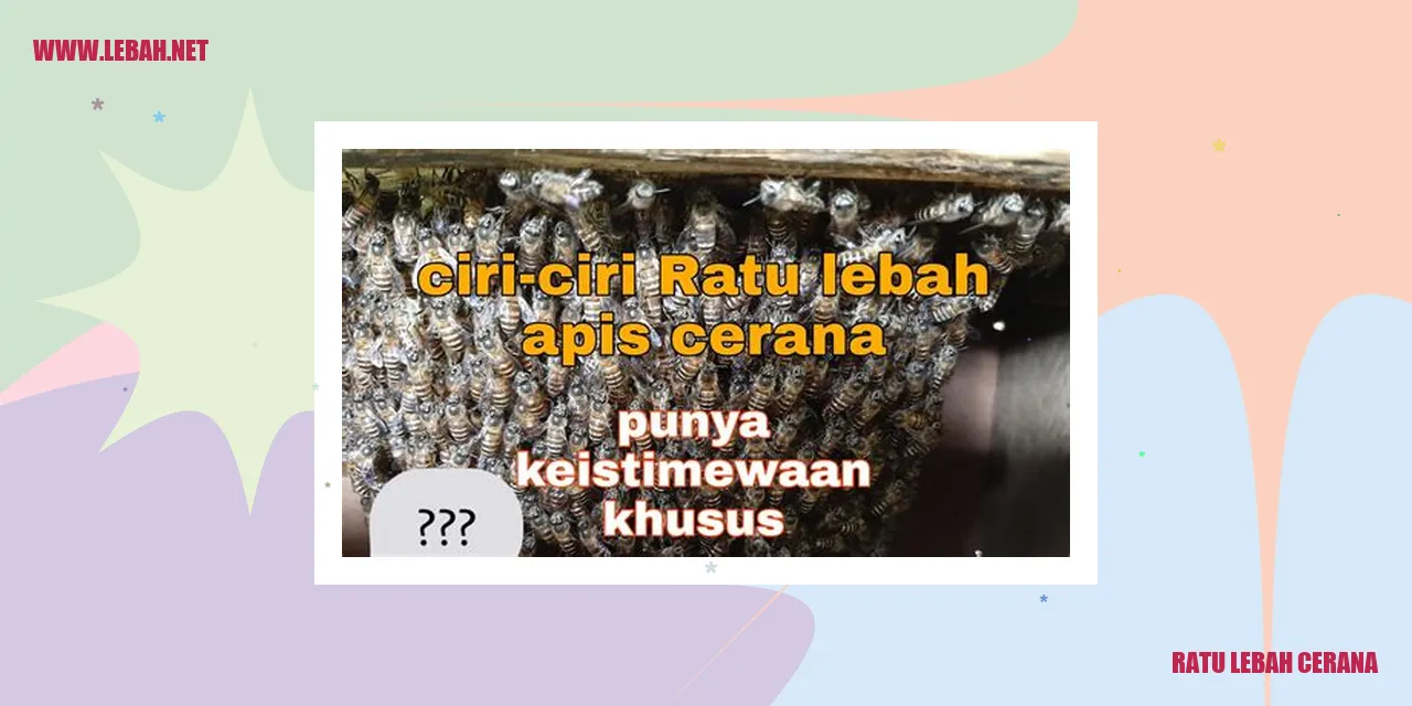 Ratu Lebah Cerana