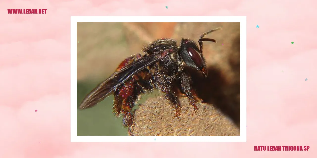 Ratu Lebah Trigona sp
